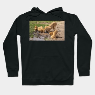 Lions Drinking, Ngorongoro Concession Tanzania Hoodie